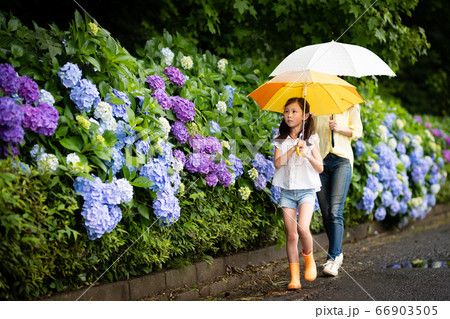 紫陽花の前を傘をさして歩く親子の写真素材