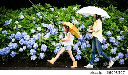 紫陽花の前を傘をさして歩く親子 66903507