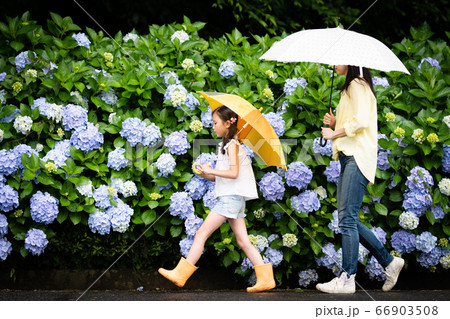 紫陽花の前を傘をさして歩く親子 紫陽花の前を傘をさして歩く親子 66903508