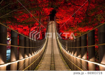 花貫渓谷・汐見滝吊り橋のライトアップ夜景、秋冬（茨城県高萩市）2019年11月 66903728