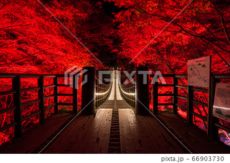花貫渓谷・汐見滝吊り橋のライトアップ夜景、秋冬（茨城県高萩市）2019年11月 66903730