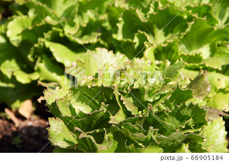 Green lettuce on a garden bed Green lettuce on a garden bed 66905184