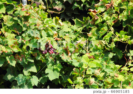 Red Grapes on the Vine Red Grapes on the Vine 66905185