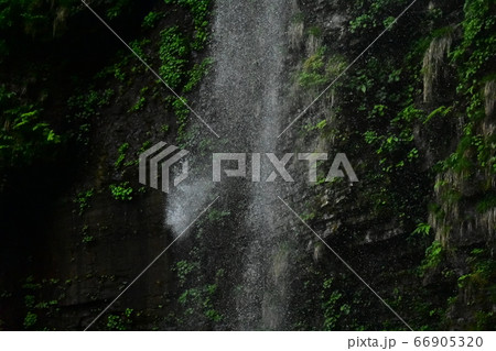 阿弥陀ケ滝と新緑 66905320