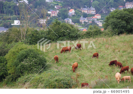 Cattle Grazing on Farmland 66905495