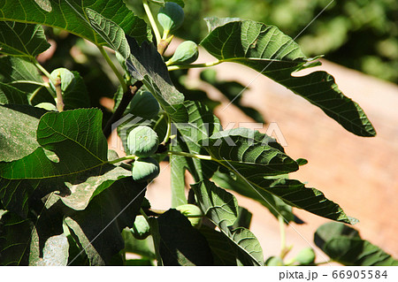 Green figs on the tree 66905584