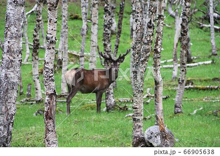 Deer in forest Deer in forest 66905638