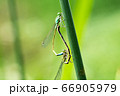 Two dragonflies on a green leaf. 66905979
