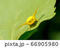 Yellow spider on a green leaf. 66905980