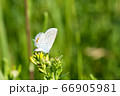 Butterfly on a yellow flower. 66905981
