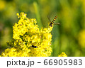 Striped fly on a yellow flower. Close-up. 66905983