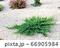 Juniper bush close-up. Landscaping. 66905984
