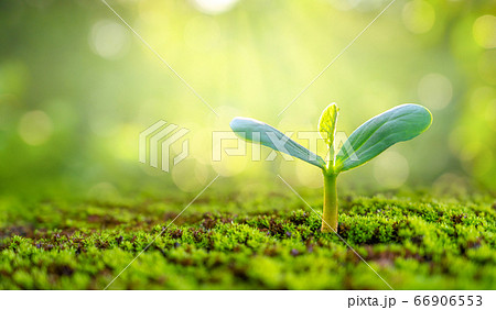 Planting seedlings young plant in the morning light on nature background Planting seedlings young plant in the morning light on nature background 66906553