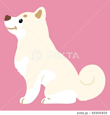 笑顔でお座りする白い柴犬 横向き 主線なしのイラスト素材