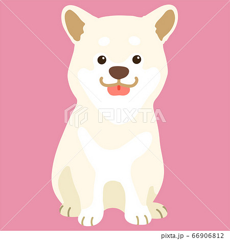 笑顔でお座りする白い柴犬の手描きのイラスト　主線なし 66906812