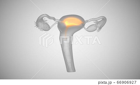 3d render of female health organs. Ovaries and cervix 66906927