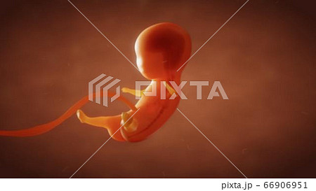 3D render the formation of the fetus of the baby in the womb 3D render the formation of the fetus of the baby in the womb 66906951