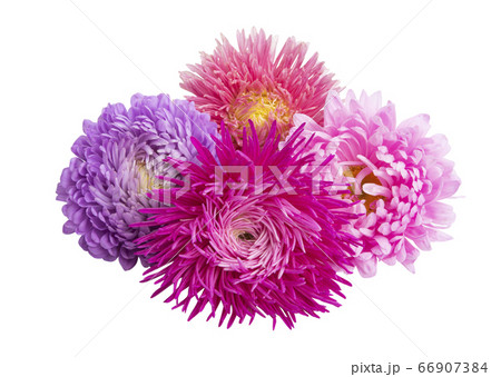 aster flower isolated 66907384