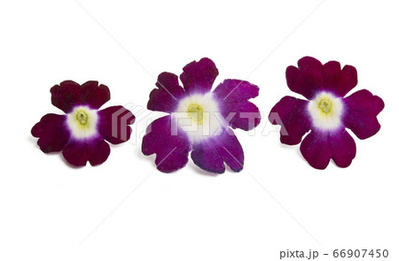 verbena flower isolated 66907450