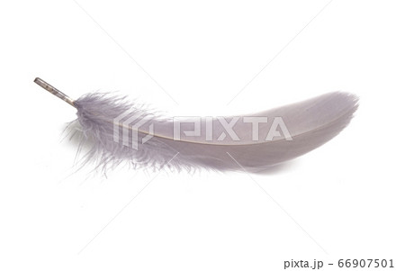 goose feather isolated goose feather isolated 66907501