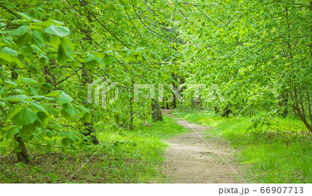 Beautiful forest and country road at sunny day, nobody. 66907713