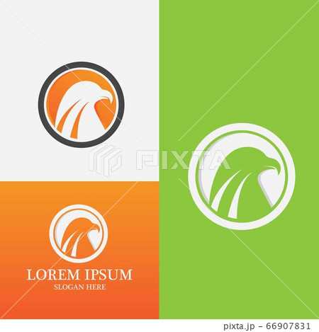Falcon Logo Template vector Falcon Logo Template vector 66907831