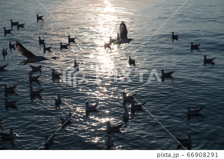 Flock of Seagulls flying and floating on tropical 66908291