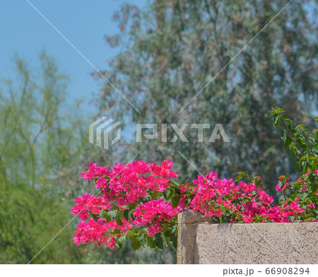 Beautiful Bougainvillea bush in Glendale, Maricopa County, Arizona USA Beautiful Bougainvillea bush in Glendale, Maricopa County, Arizona USA 66908294