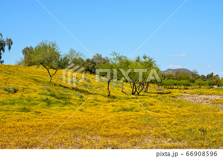 Beautiful Yellow Wildflowers and Mequite trees in Skunk Creek Wash and Trail in Glendale, Maricopa County, Arizona USA  66908596
