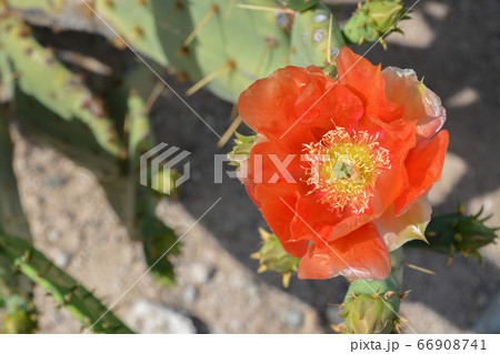Prickly Pear Cactus (Opuntia Cactaceae) blooming in Glendale, Maricopa County, Arizona USA 66908741