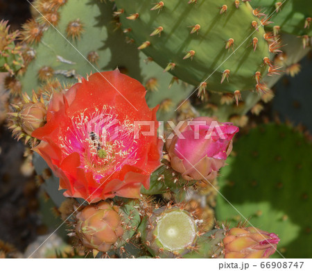 Prickly Pear Cactus (Opuntia Cactaceae) blooming in Glendale, Maricopa County, Arizona USA 66908747