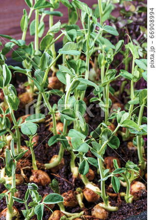 Microgreen pea sprouts on old wooden table. Vintage style. Vegan and healthy eating concept. Growing sprouts. Microgreen pea sprouts on old wooden table. Vintage style. Vegan and healthy eating concept. Growing sprouts. 66908994