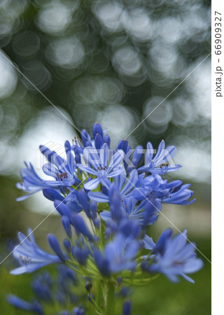 アガパンサスの花とシャボン玉ボケ 66909327