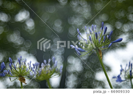 アガパンサスの花とシャボン玉ボケ アガパンサスの花とシャボン玉ボケ 66909330