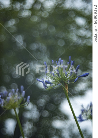 アガパンサスの花とシャボン玉ボケ アガパンサスの花とシャボン玉ボケ 66909332