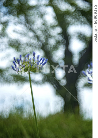 アガパンサスの花とシャボン玉ボケ アガパンサスの花とシャボン玉ボケ 66909335
