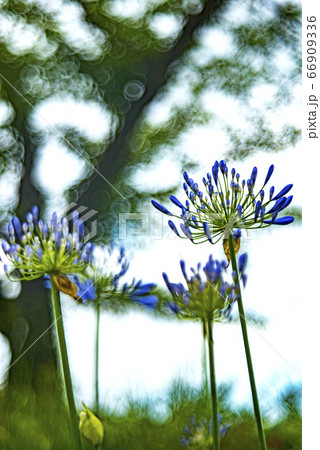 アガパンサスの花とシャボン玉ボケ アガパンサスの花とシャボン玉ボケ 66909336