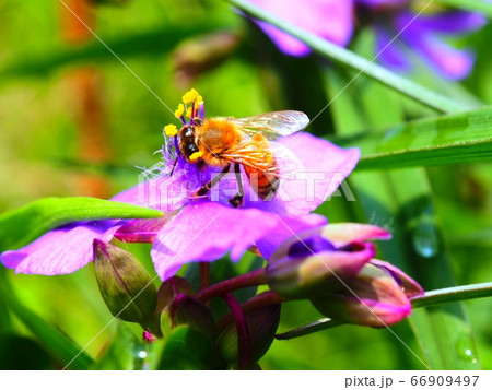 昆虫 花 虫 66909497