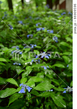 ヤエヤマアジサイ 66909596