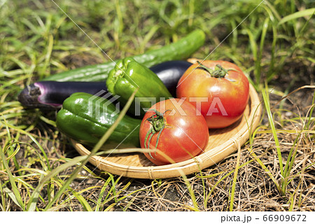 家庭菜園の野菜 66909672