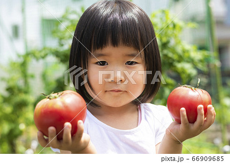 家庭菜園で採れたトマトを手に持つ子供 家庭菜園で採れたトマトを手に持つ子供 66909685