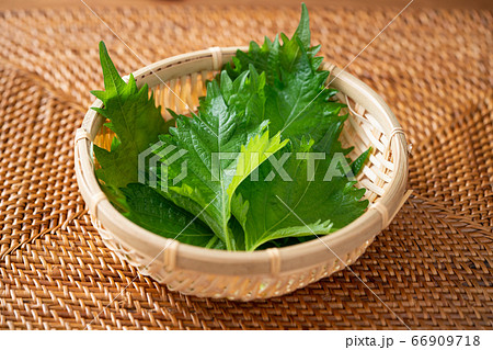 青紫蘇 青紫蘇 66909718