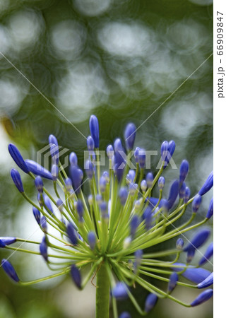 アガパンサスの花とシャボン玉ボケ 66909847