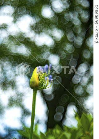 開きかけのアガパンサスの蕾とシャボン玉ボケ 66909861