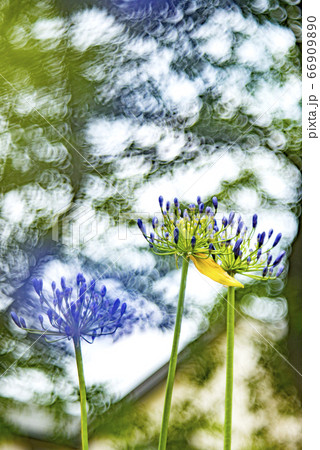 木立に咲くアガパンサスとシャボン玉ボケ 木立に咲くアガパンサスとシャボン玉ボケ 66909890