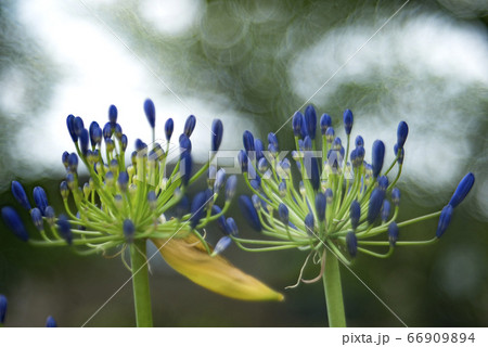 木立に咲くアガパンサスとシャボン玉ボケ 66909894
