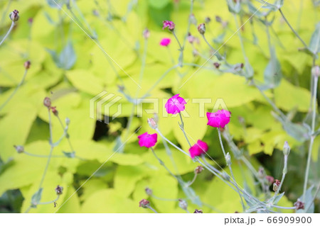 フランネルソウの花 フランネルソウの花 66909900