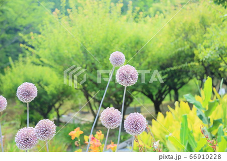 アリウムギガンチウムの花の写真素材