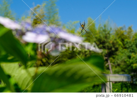 紫陽花とクモ 紫陽花とクモ 66910481
