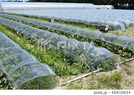 メロン栽培 庄内砂丘 メロン栽培 庄内砂丘 66910634